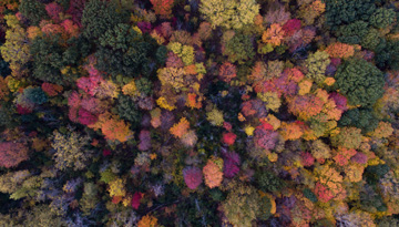 Servicio de orientación